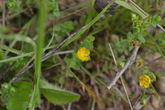 Hypericum japonicum